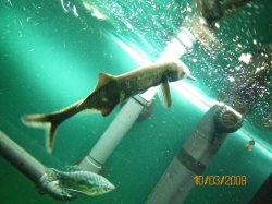 10-3-08 Dolphin fish (2) - Copy.jpg
