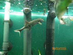 10-3-08 Dolphin fish - Copy.jpg