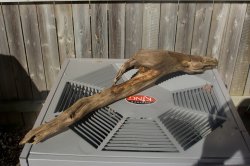 driftwoodLarge.jpg