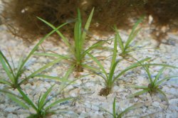 Plants1.jpg