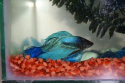 betta.jpg