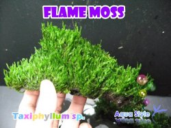 flam moss.jpg