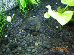2-25-09 Male Bristlenose Pleco.jpg