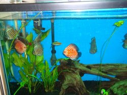 Discus-3.JPG