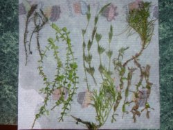 plantpackage.JPG