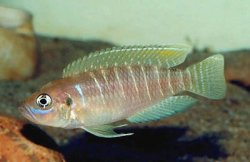 Neolamprologus%20brevis.jpg