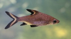 Balantiocheilos_melanopterus.jpg