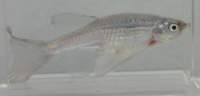 metalic%20blue%20zebra%20danio_sml.jpg