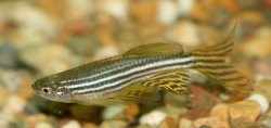 Longfin Zebra danio.jpg