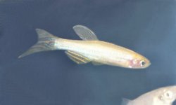 Golden Zebra Danio.jpg
