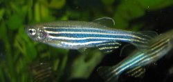 Zebra Danio.jpg