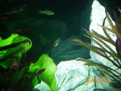 8~6-26-09 Ameca Splenden and Rummynose tetra - Copy.jpg
