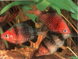 Black Ruby Barb.jpg