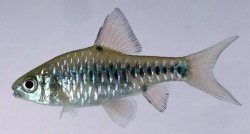 Checkered Barb.jpg