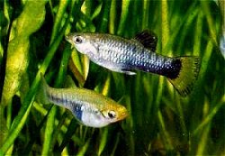 Limia melanogaster.jpg