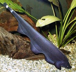 Apteronotus albifrons.jpg