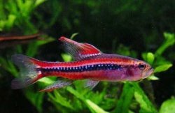 Poecilocharax weitzmani.jpg