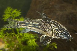 Scleromystax barbatus.jpg