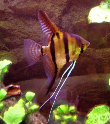 Pterophyllum scalare.jpg