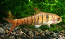 Barbus fasciolatus.jpg