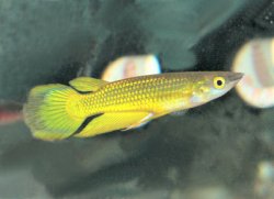 Cyprinodontiformes.jpg