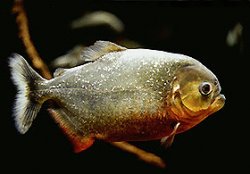 Characiformes-.jpg