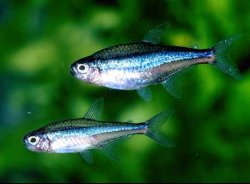 Characiformes.jpg