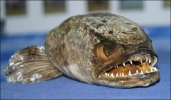 Channidae-.jpg