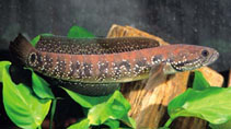 Channidae.jpg