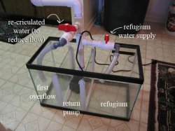 10g sump.jpg