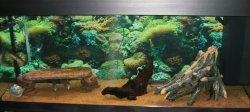 Tank done with Red Sea Flora Base as substrate.jpg