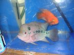 flowerhorn.JPG