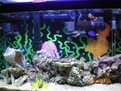 1-2-08 Left half of tank cleaned of Cynobacteria.jpg
