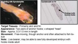 Gyrodactylus.jpg