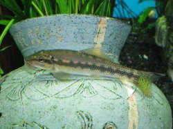 11-5-08 Chinese Algae Eater.jpg