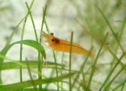 newshrimp2.jpg