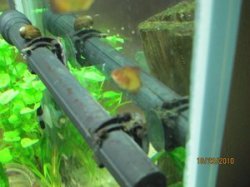 10-23-10%20Algae%20on%20the%20heater%20itself%20and%20the%20clips.JPG