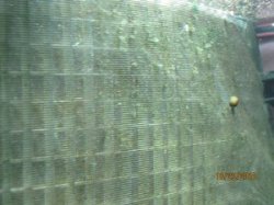 10-23-10%20tufts%20of%20algae%20at%20the%20top%20of%20the%20divider.JPG