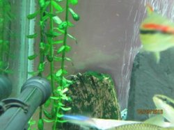 10-23-10%20Driftwood%20and%20Moneywort%20Algae.JPG