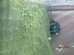 Algae on Divider.JPG