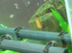 Algae on Heater and Clips.JPG