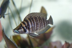 black-calvus.jpg