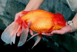 acellar.org_2002_recordgoldfish.jpg