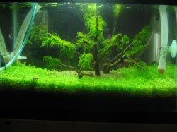 ai294.photobucket.com_albums_mm100_clwatkins10_trimmed.jpg