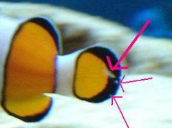 awww.wetwebmedia.com_DamselPIX_Clownfishes_clown1_20color_20loss.JPG