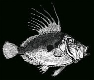 arecollectionbooks.com_bleed_images_BB_fishFins2_tn.jpg