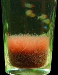 afarm1.static.flickr.com_24_37067015_7455cf5ff4.jpg