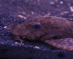 awww.cichlids.com_uploads_tx_usercichlids_user_pics_1579_march__e67200b466.jpg
