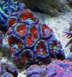 afarm4.static.flickr.com_3082_3388145234_9636d8ea32.jpg_a4f0a23c50a330cf1bf56cae6c33a893.jpg