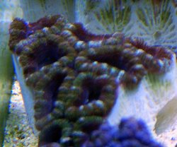 afarm4.static.flickr.com_3453_3387336891_2533cf2202.jpg_a4f0a23c50a330cf1bf56cae6c33a893.jpg